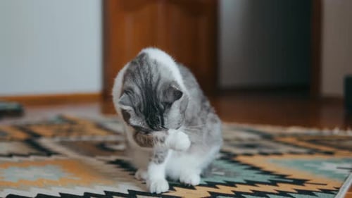 Gray and White Cat Grooming on Colorful Rug