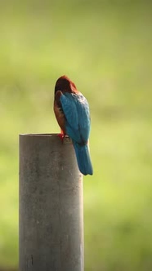 Goa India Whitethroated Kingfisher Sitting