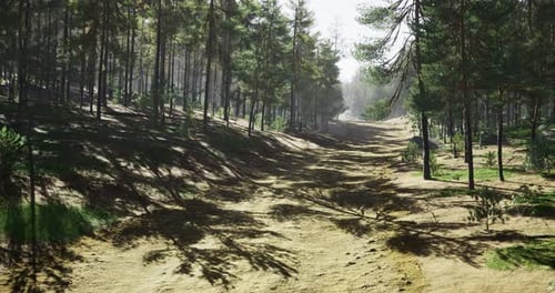 A Tranquil Path in the Forest Lined with Tall Trees and Dappled Sunlight