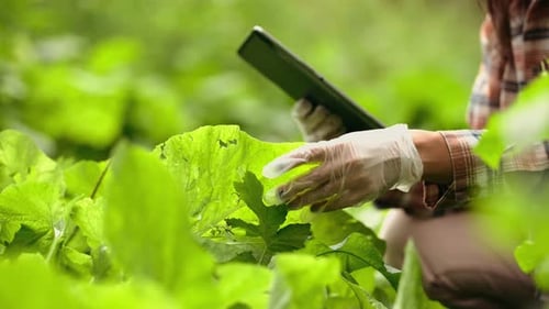 Farmer Checks Crops With Tablet in Field