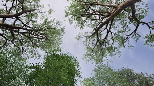 Upward View of Tree from Ground with Slow Rotating Camera Motion