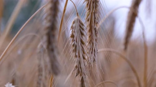 Golden wheat ears close-up in a summer field, view with soft focus
