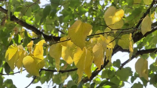 Yellow Leaves Swaying in Autumn Sunlight