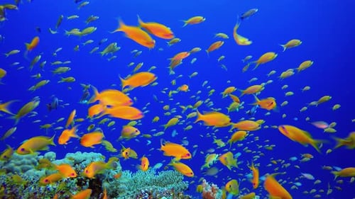 Tropische bunte Fische Blaues Wasser