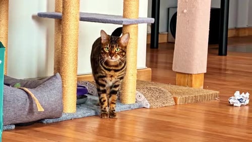 Curious Tabby Cat Exploring Indoor Play Area with Toys