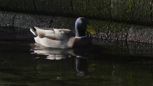 Male duck swims along canal bank. 50fps