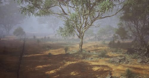 Foggy Australian Eucalyptus Forest Landscape