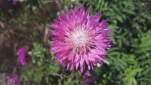 Close up view from above of honeybee arriving and landing on Persian cornflower swaying in wind