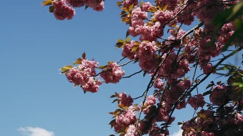 Wunderschöne leuchtend rosa Kirschblüten an einem Baum, an Ästen in voller Blüte, die in einem