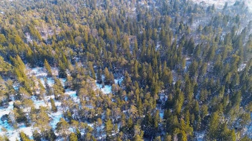Aerial view of a dense evergreen forest partially covered in snow during winter, capturing the contr