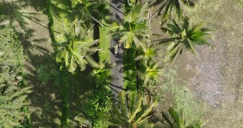 Aerial of a motorcycle at Campuhan Ridge Walk, Ubud, Bali, Indonesia
