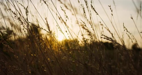 The camera flies through the grass on a meadow at sunset or sunrise