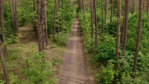 Vista con cámara de Zumbido: vuelo en el bosque de pinos a lo largo de la carretera, cámara inclinada, día de verano
