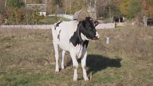 Calf Standing in Rural Meadow on Sunny Day