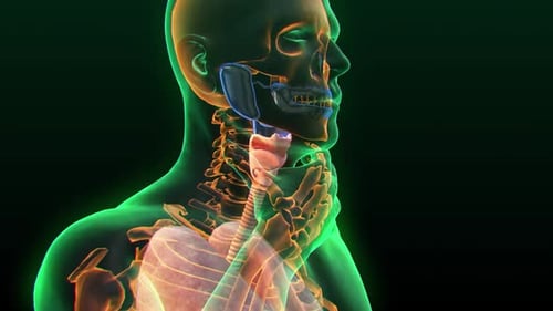 3D animation of Human Body Glands Anatomy (Lobes of Thyroid Gland)
