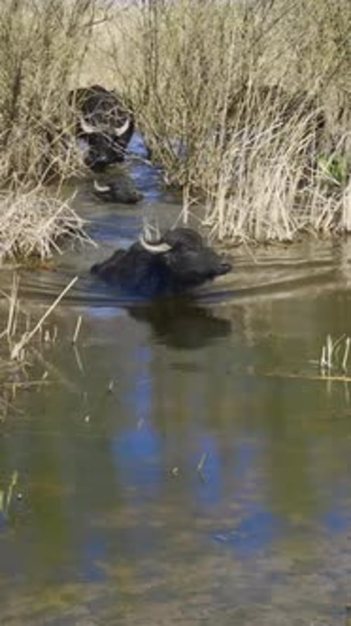 Un troupeau de buffles d'eau traverse la rivière à la nage et arrive à terre en revenant d'une vallée inondable