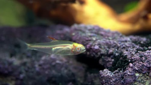 Albino fish with transparent body floats and moves eyes.