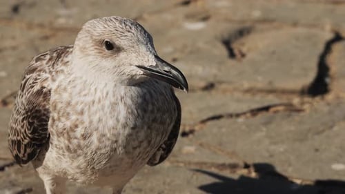 A Seagull Resting Comfortably on the Shore Alongside Other Birds in the Coastal Area