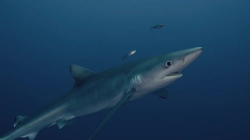 Blue Shark Swimming Underwater in the Deep Sea