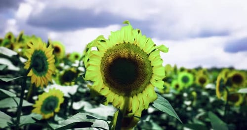 Sunflowers Field Swaying in Wind Under Cloudy Sky