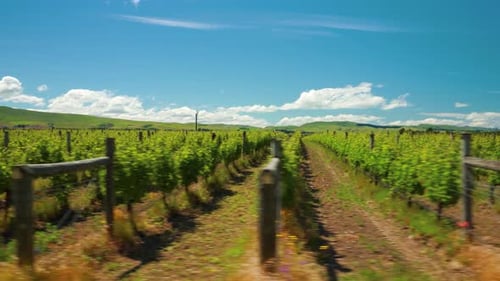 Tracking wide shot of rows of vineyards in the countryside of New Zealand.