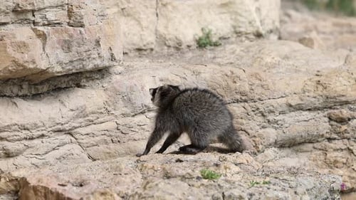 Wild Raccoon