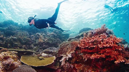 Woman Freediver Swims Over the Healthy Coral Reef in Komodo National Park in Indonesia
