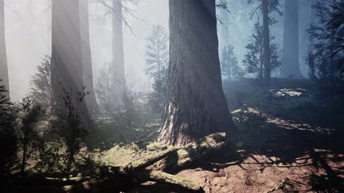Classic View of Famous Giant Sequoia Trees