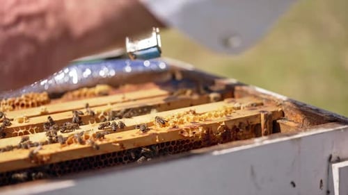 Industrious male hand places little metal cage with bee queen between the frames. Close up.