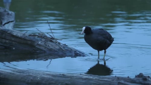 Moorhen in Dark Evening Scenery with Small Wild Bird Standing on Lake Edge Scratching Feathers, Ripp
