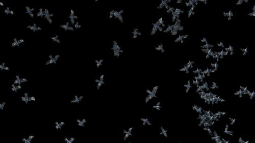 Large Flock of Realistic Birds Flying on Alpha Channel