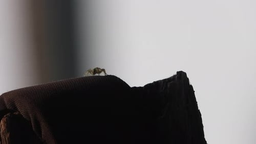 Spider in wood -eyes - relaxing .