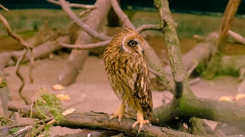 Wilde Eule in einem Terrarium: Selektiver Fokus