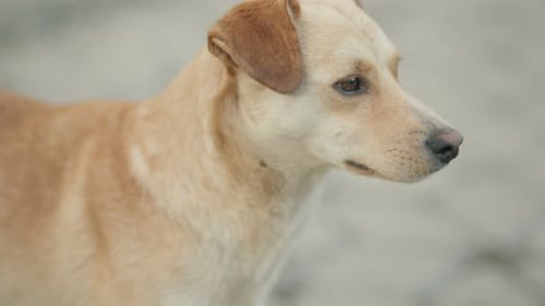 Portrait eines gelben Hundes