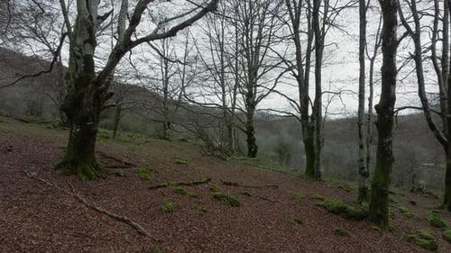 Mosscovered Forest Soil in Autumn