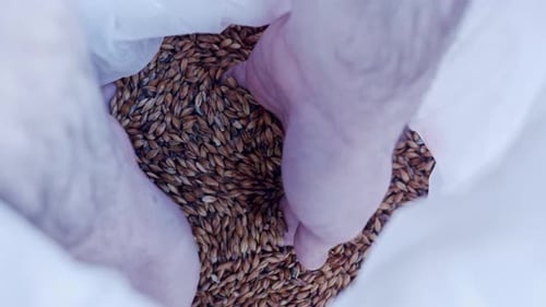 Hands Scooping Grain from Inside a Bag