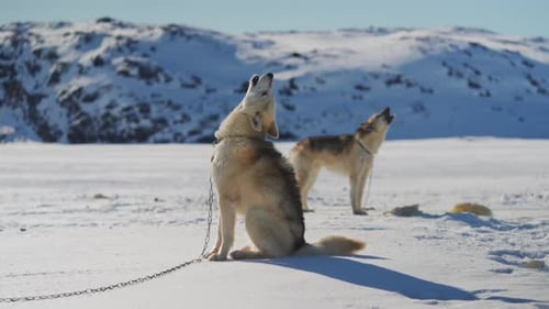 Two Sled Dogs Howling In Frozen Landscape