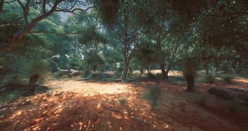 Sunlight Filters Through Trees in a Vibrant Forest Landscape During Day