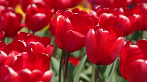 Red Tulips Blooming in a Spring Field Tulip for Floral Background Spring Banner Tulip As a Natural