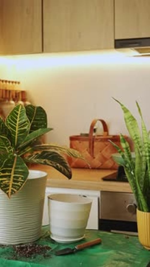 Gardener Repotting Plants in Modern Kitchen