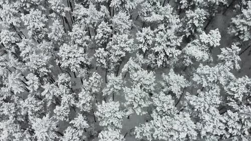 Aerial view of a frozen forest with snow covered trees in winter. Flight above winter forest in Finl