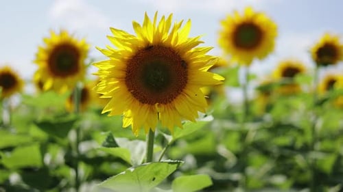 Beautiful blooming nature landscape. Bumblebees wasp bees polinate sunflower in the field. Collectio