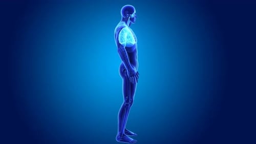 3D Rotating Human Body and Lungs Medical X-ray Scan