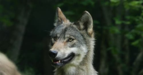 Eurasian wolf, (Canis lupus lupus), also known as the common wolf;