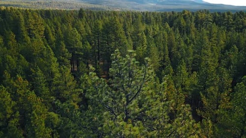 Going down in the thick wood in the wilderness. Spectacular mountains at backdrop. Aerial view.