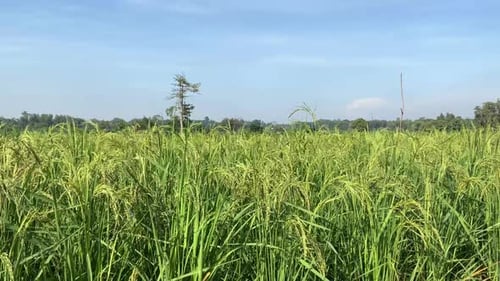 plants de riz frais