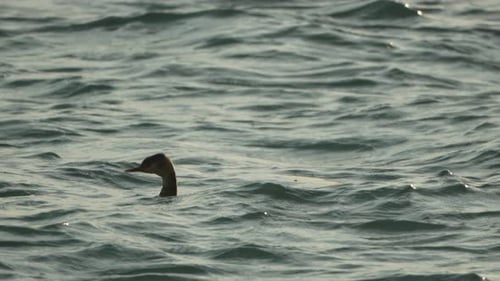 Ente schwimmt im Wasser Ein einsamer Vogel navigiert durch unruhiges grünes Seewasser