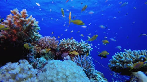 Coral Reef With Many Fish Swimming Around