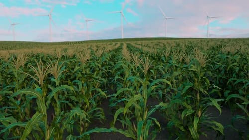 Corn Changes Color Leaf From Spring To Fall