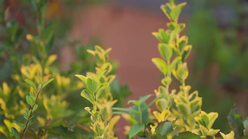 Close-Up of Green Leaves with Yellow Edges in Natural Light
